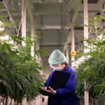 A person inside an industrial marijuana grow house writing in a notebook.